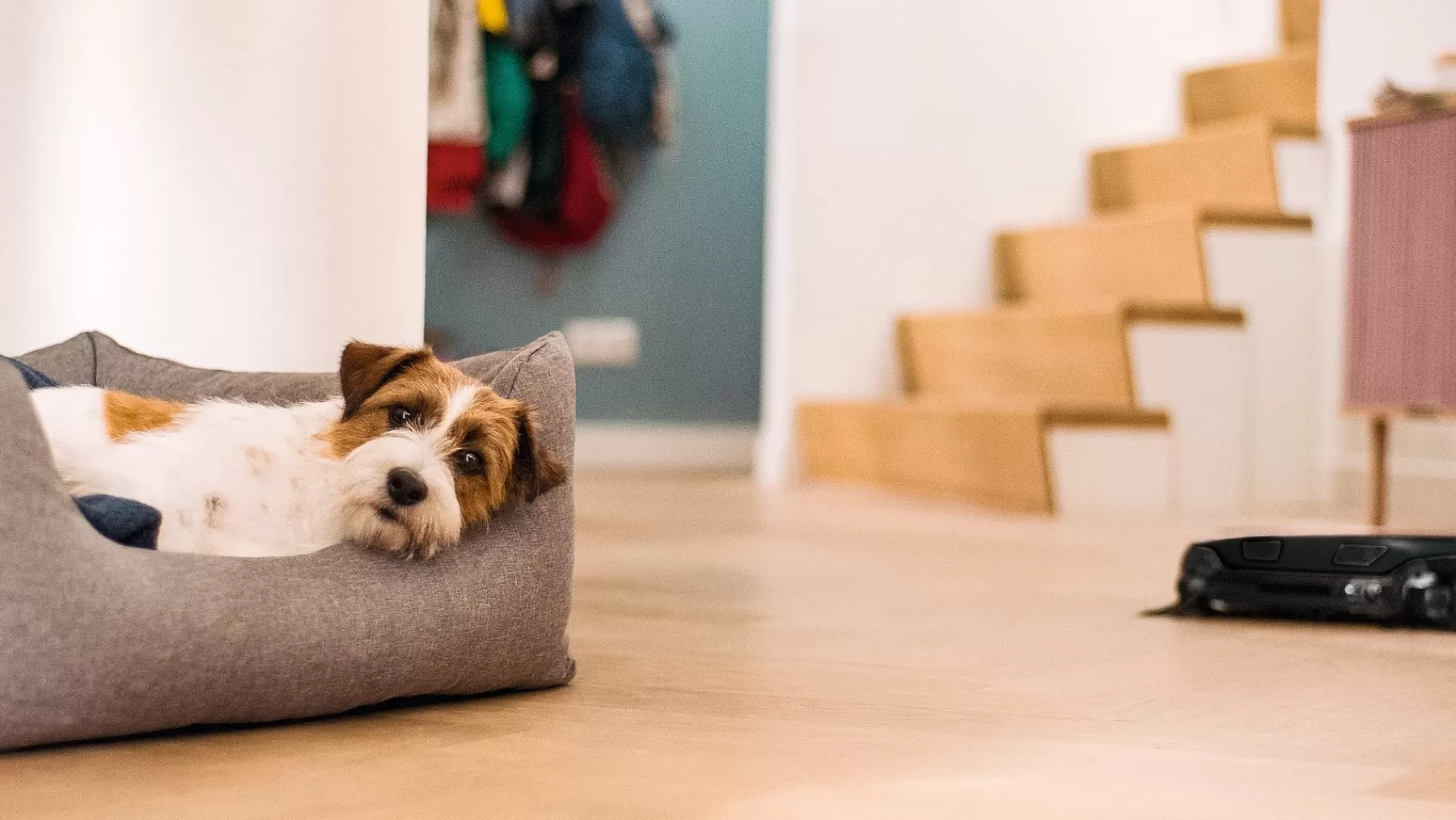 scout_rx_8.webp Miele Robot Vacuum Cleaners<Scout Rx3