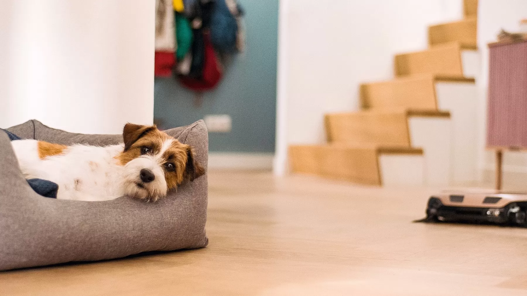 scout_rx_home_vision_2.webp Miele Robot Vacuum Cleaners<Scout Rx3 Home Vision