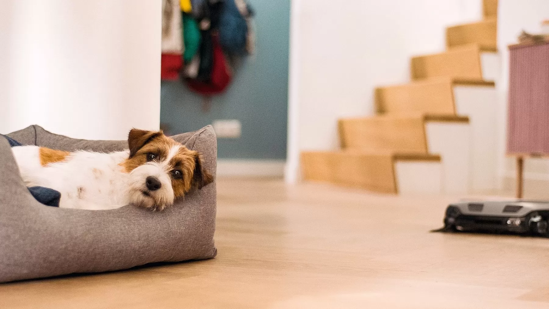 scout_rx_runner_5.webp Miele Robot Vacuum Cleaners<Scout Rx3 Runner